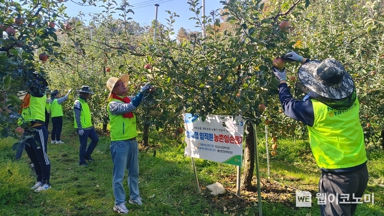 25일 포천시 소재 사과농장에서 서준호 자금시장부문 부행장(우측 두번째)과 임직원들이 사과수확 작업을 하고 있다. / 2024.10.25 (출처: NH농협은행)