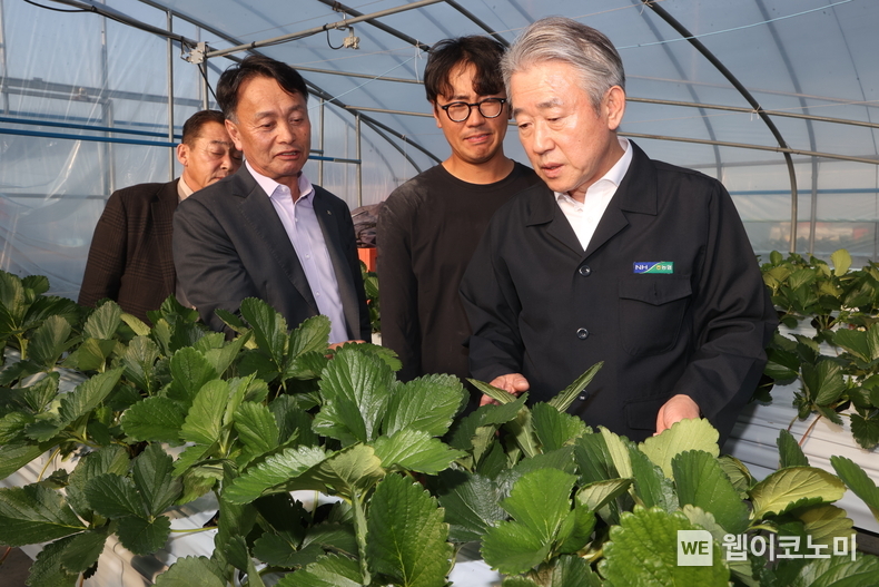 강호동 농협중앙회장(오른쪽)이 경남 진주 딸기 농가를 찾아 생육 현황을 점검하고 있다. / 2024.10.31 (출처: 농협)