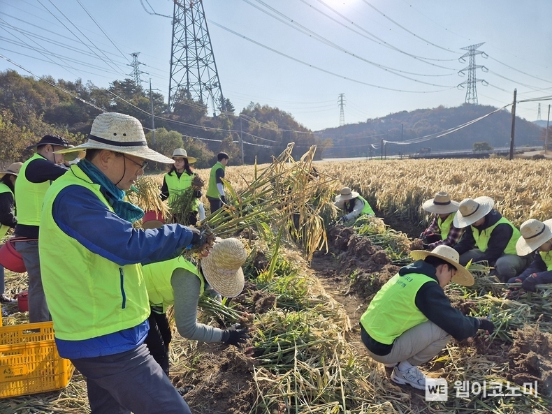 12일 강신노 농협은행 리스크관리부문 부행장과 직원들이 충남 서산시 농가를 찾아 수확철 일손돕기를 진행하고 있다. / 2024.11.12 (출처: NH농협은행)