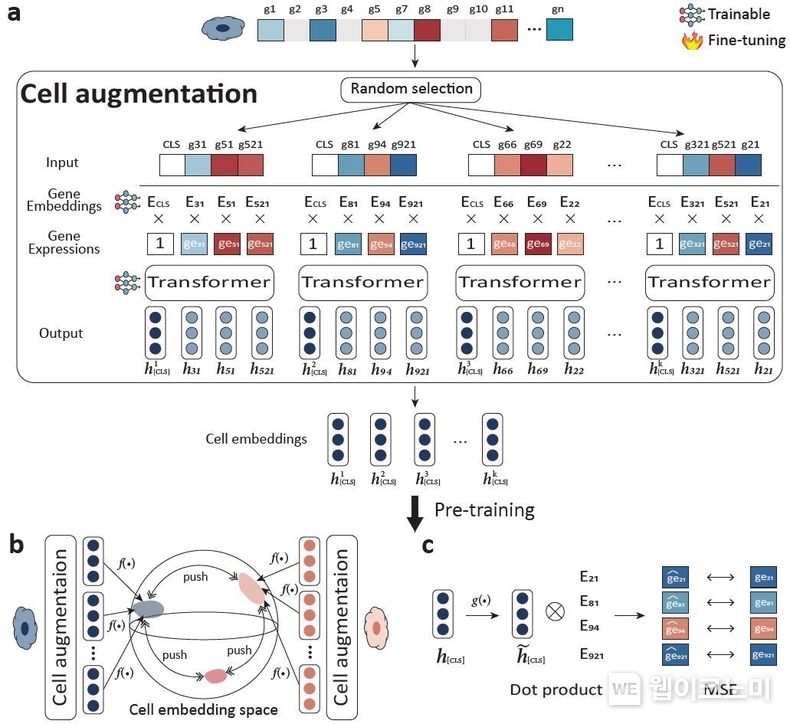 본 연구에서 개발한 self-supervised learning의 개략도. (a) data (cell) augmentation, 임의의 세포에서 다양한 세포 표현 벡터를 만들어낸다. (b) 대조 학습, 같은 세포에서 만들어진 세포 표현 벡터(cell embeddings)는 서로 유사한 위치에 존재한다. (c) 세포 표현 벡터를 이용하여, 임의의 유전자의 발현량을 예측한다. / 2024.11.25 (출처: GIST)