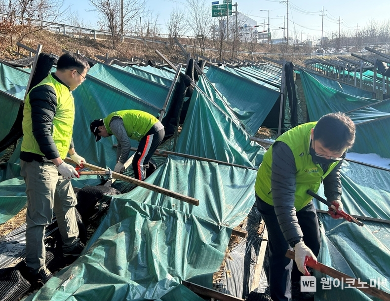 9일 농협경제지주 임직원들이 폭설피해를 입은 경기 이천시 인삼농가를 방문해 복구작업을 진행하고 있다. / 2024.12.09 (출처: 농협경제지주)