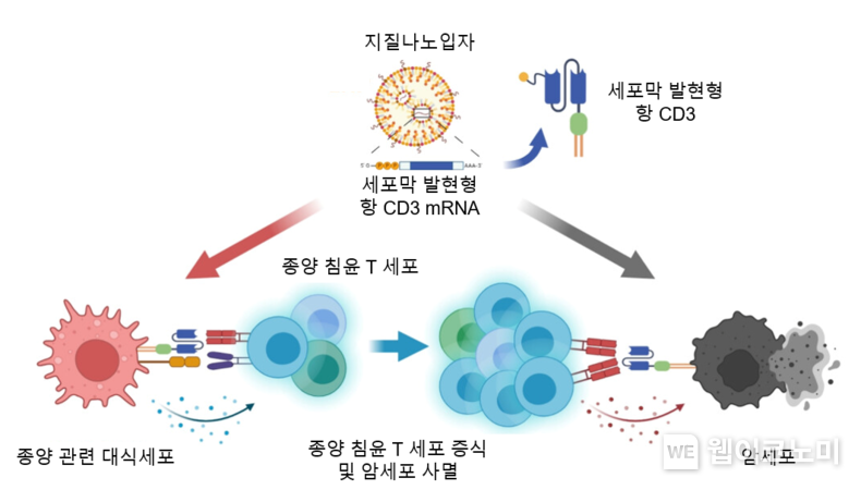 세포막 발현형 항 CD3 mRNA 지질나노입자를 통한 종양 침윤 T세포 증식 및 암세포 사멸 전략 모식도 / 2024.12.11 (출처: KAIST)