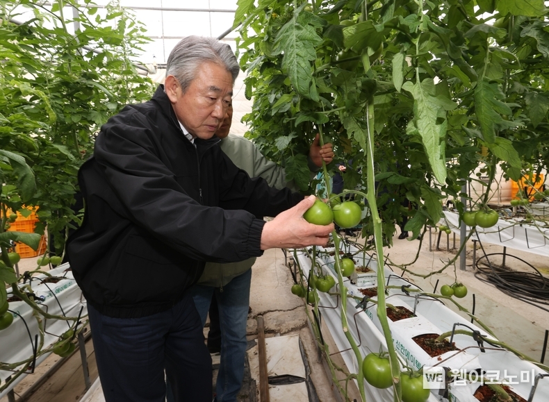 11일 강호동 농협중앙회장이 경남 사천시 소재 토마토 재배농가를 찾아 생육상황을 점검하고 있다. / 2024.12.11 (출처: 농협중앙회)