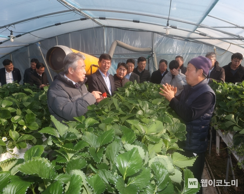 원예수급부_강호동 농협중앙회장, 충남 논산서 딸기 생육동향 점검 / 2024.12.18 (출처: 농협중앙회)