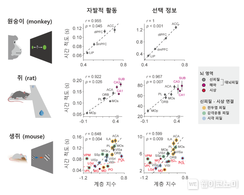 영장류와 설치류 뇌에서 뉴런의 자발적 활동과 정보 표상 활동의 시간 스케일이 여러 대뇌피질 영역에 걸쳐 계층적으로 증가하는 것을 보여주는 그림. / 2024.12.24 (출처: KAIST)
