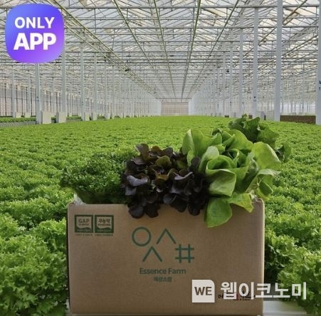 유러피안 샐러드 야채(1kg) / 2025.02.20 (출처: 롯데온)