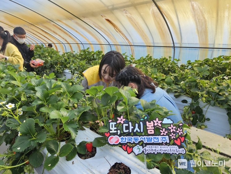 한국동서발전 임직원과 최중증 청년 발달장애인이 함께 봄 딸기를 수확하고 있는 모습. / 2025.03.13 (출처: 한국동서발전(주))