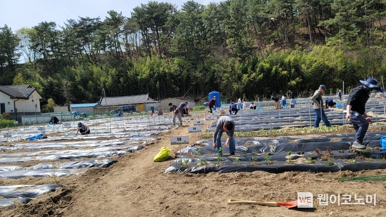 한수원이 경주 현곡면과 구정동 일대에 직원들을 위한 주말농장을 운영한다. (출처: 한수원) / 2025.05.20