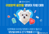 네이버, 오픈톡서 ‘전국 댕댕이 사진 자랑 대회’