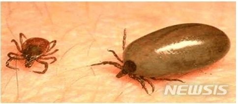 사진=뉴시스 작은소피참진드기 암컷 흡혈 전(좌)과 흡혈 후(우)