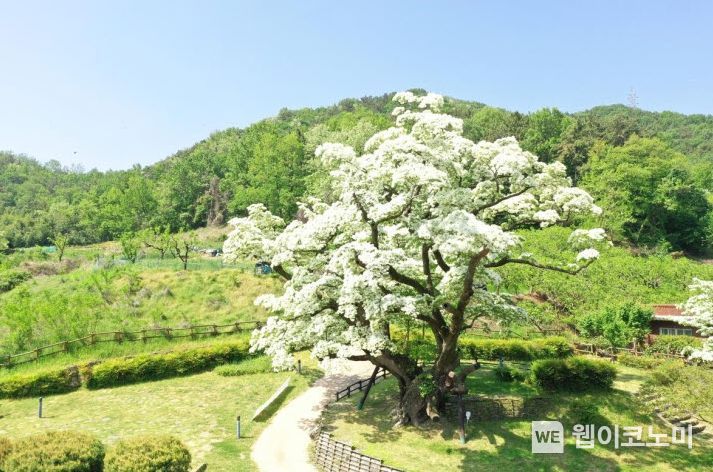 시목 이미지