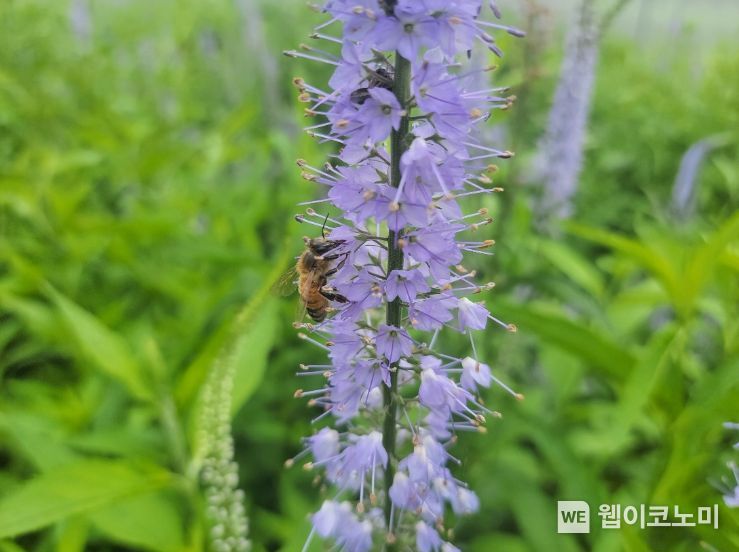 산꼬리풀 전경