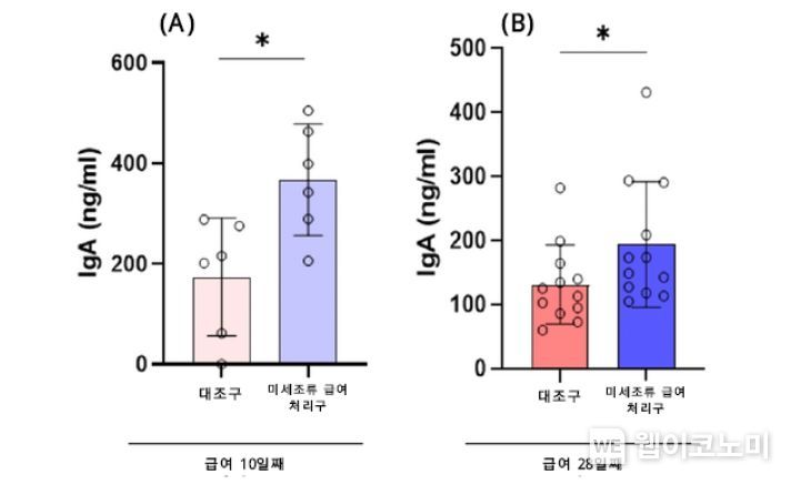 미세조류 급여 10일째(A) 및 28일째(B) 대조구(무처리구) 대비 육계 맹장 내 면역글로불린 A (IgA) 항체 농도 변화