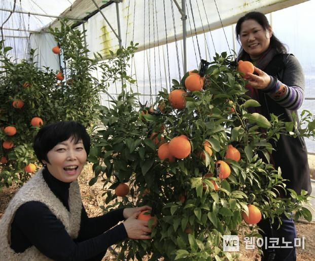 레드향 이미지